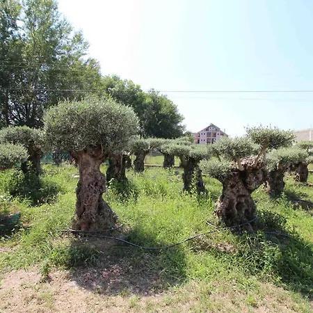 Rilindja Velipojë